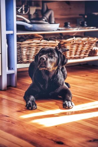 a black dog laying on a wooden floor at Dřevěný prázdninový domek SUNRISE in Stará Huť