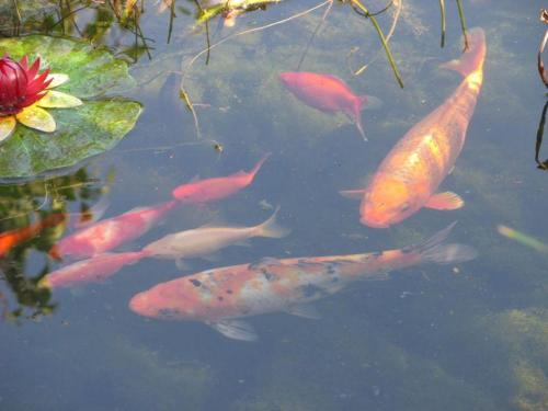 a group of koi fish swimming in a pond at Agroturystyka Gawryś apartament in Sasino