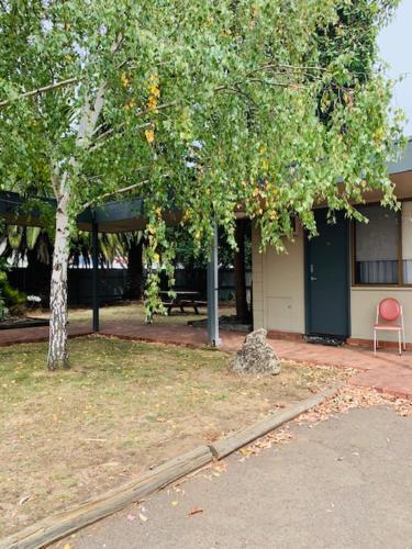 a building with a tree and a chair in front of it at Caledonian Hotel Motel in Hamilton