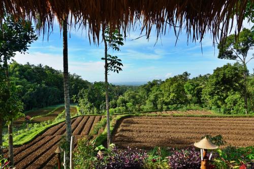 a view of a farm field from a straw hut at Satu Lingkung in Tetebatu