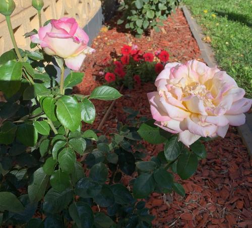 Deux roses roses roses dans un jardin avec des fleurs rouges dans l'établissement Central Tranquility, à Orange
