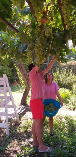 two people are standing under a tree picking grapes at Cabañas El Desván in Puente Negro