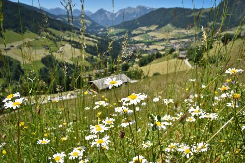 a field of white flowers on a hill with a valley at Haus Dorferstuck in Alpbach