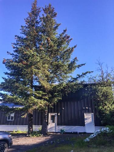 a pine tree in front of a building with a sign at The Vue B&B in Seward