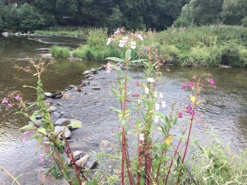 a river with some pink flowers in the water at La Chênaie in Vresse-sur-Semois