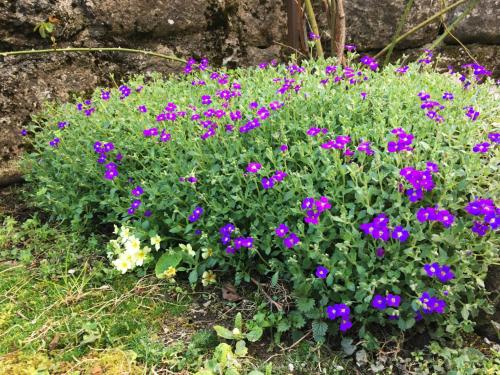 a bunch of purple flowers in a garden at Ardeche2coeur in Marcols-les-Eaux