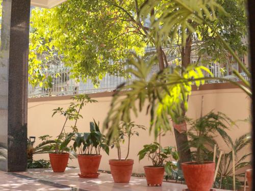 a group of potted plants inront of a wall at Kibu Home in Kathmandu