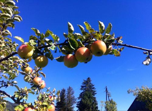 a branch of an apple tree with apples on it at Feielhof in Krakaudorf