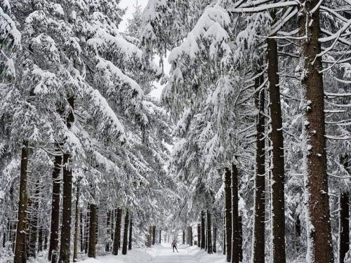 a person is skiing down a snow covered forest at Bungalow Schwarzatalblick in Bad Blankenburg Ortsteil Böhlscheiben in Bad Blankenburg