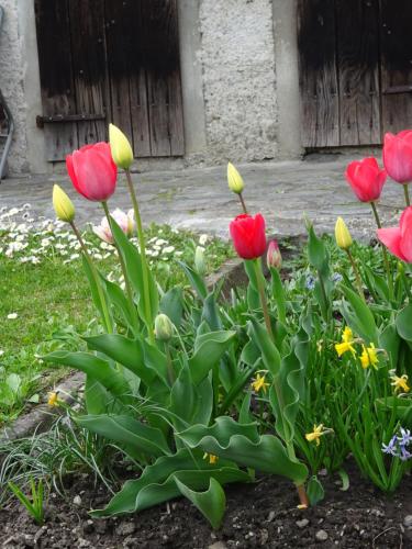 a group of red and yellow tulips in a garden at BnB Cà di sciavatin in San Vittore