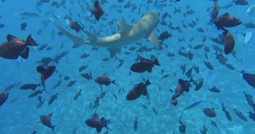 a shark swimming over a school of fish at BORA BORA HOLIDAY'S LODGE in Bora Bora