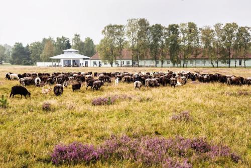 a herd of animals grazing in a field at Hotelcamp Reinsehlen in Schneverdingen