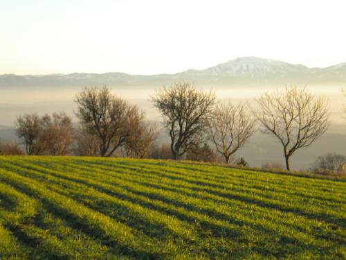 a field of green grass with trees in the background at Gästezimmer Weiss in Maria Taferl