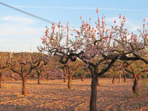 a row of trees in a field with pink flowers at Casa El Ros II - Turistrat in Vall dʼAlba