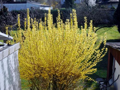 una planta con flores amarillas en un patio en Ferienwohnung Gersprenztal, en Reichelsheim