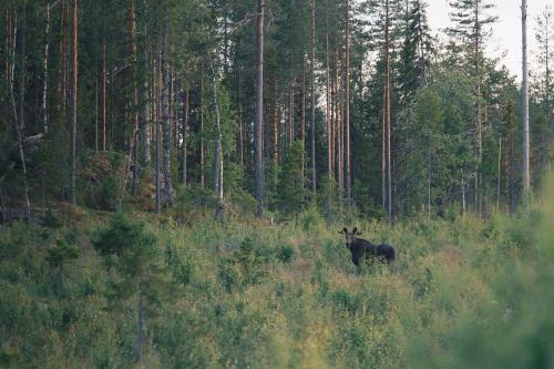 a black moose standing in the middle of a forest at Granö Beckasin in Granön