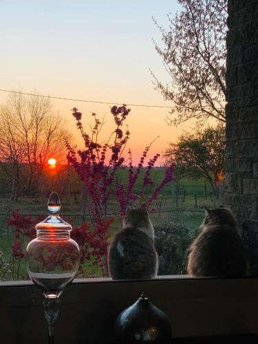 two cats sitting on a window sill watching the sunset at B&B Beauty House in Cesena