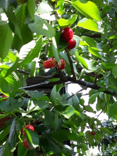 a branch of a tree with red berries on it at Vila Sani in Sarajevo