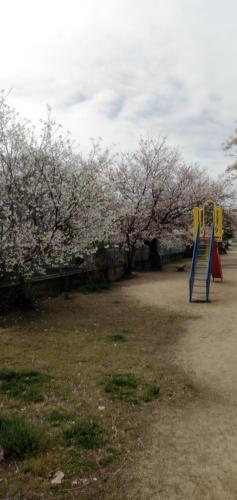 um grupo de equipamentos de recreio num parque com árvores em Cherry Blossom Koseicho em Okayama