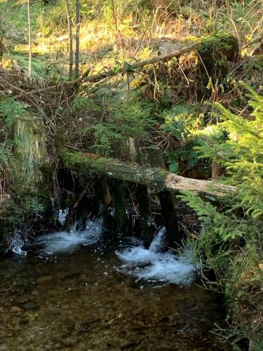 a stream with a log in the middle of a forest at Ferienwohnung Fichtelzauber in Mehlmeisel