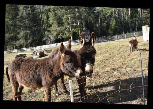 two donkeys standing next to a fence in a field at Bucherhof in Obsteig