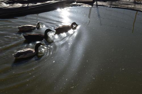 a group of ducks swimming in the water at Bucherhof in Obsteig