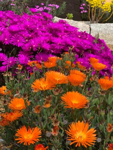 A garden outside Senteurs du Maquis