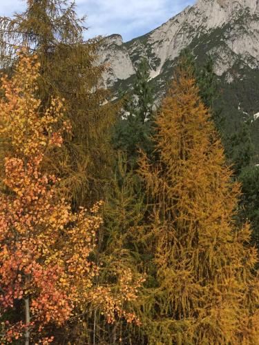 a group of trees with a mountain in the background at Bucherhof in Obsteig