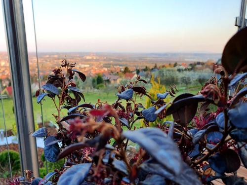 a plant in front of a window with a view at Bagoly Wellness Apartman in Pécs