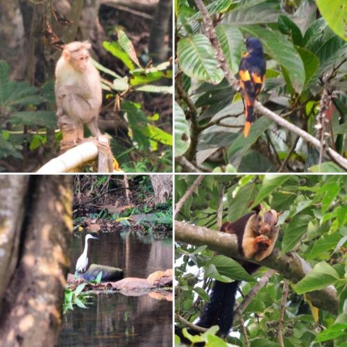 a group of four pictures of monkeys and a bird at Abad Brookside Wayanad in Vythiri