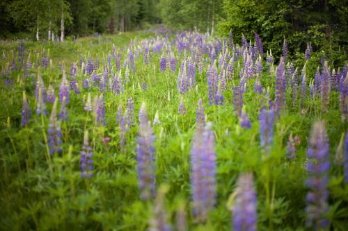 a field of purple flowers in a field at Penzion Horska Kvilda in Horská Kvilda
