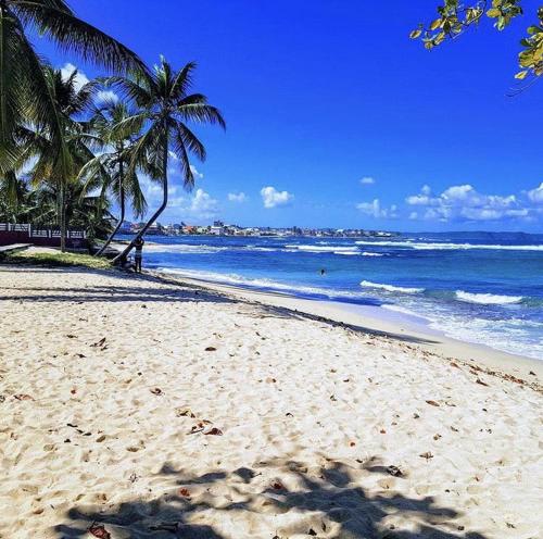 a sandy beach with palm trees and the ocean at Villa Les Nereides in Le Moule