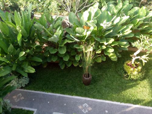 a garden with green plants in a yard at Suryadina Guest House in Ubud