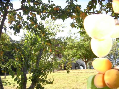 a bunch of oranges hanging from an orange tree at B&B Bosco Dei Cervi in Grizzana