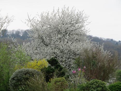 a tree with white flowers in a garden at Ecrin de Verdure in Sainte-Suzanne