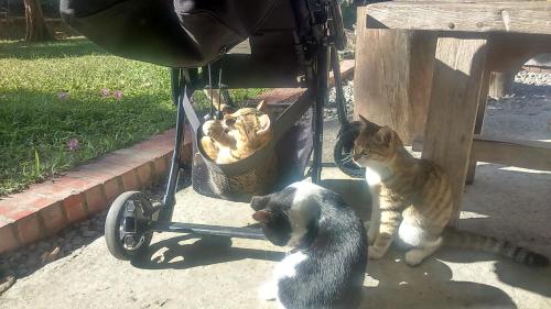 two cats sitting under a bench next to a cart at 朵麗絲森林 in Meishan