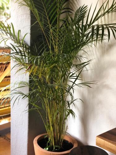 a plant in a pot next to a wall at Refugio del Cielo # in Sayulita