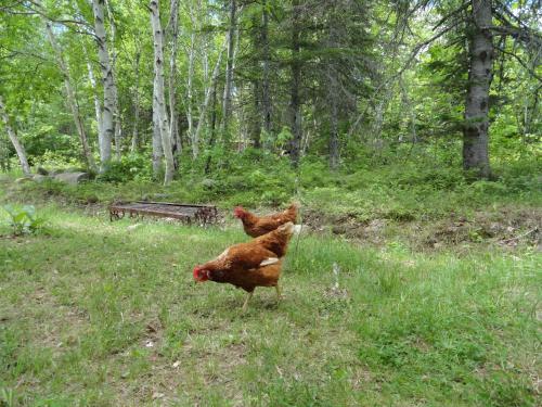 un pollo marrón caminando en la hierba en un campo en Auberge Carpe Diem, en Baie-Saint-Paul