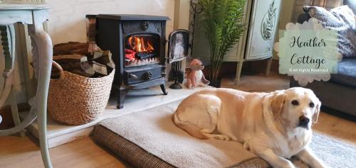 a dog laying on a couch in a living room with a fireplace at Heather Cottage Aberdeen in Aberdeen