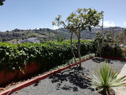 a garden with a tree and some bushes at APARTAMENTO LEMMON TREE in Santa Brígida
