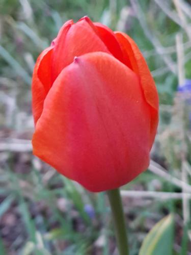 a red flower in a field of grass at Couloumine Breizh in Saint-Aignan