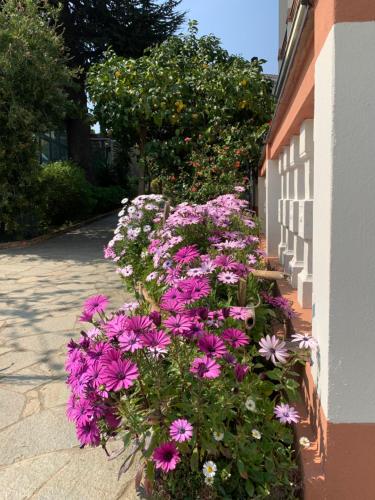 Un mazzo di fiori viola sul lato di un edificio di Resort Villa Rosa Maria a Savona