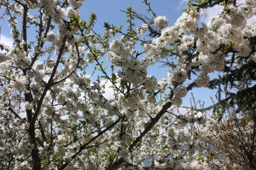a tree full of white flowers in the sky at Zimer Al-Bayt in Mas'ade
