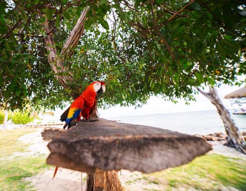 a colorful bird sitting on top of a tree at Quinta del Mar Sunset in Isla Mucura