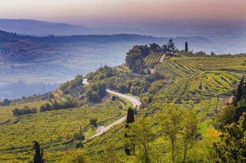 a winding road on a green hillside with trees at Valpolicella Homes Recioto Apartment in SantʼAmbrogio di Valpolicella