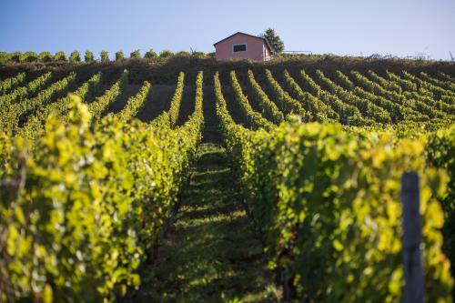 a vineyard with a red barn in the distance at Landhaus Reverchon in Filzen