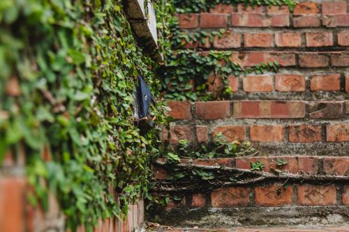 a brick wall with ivy growing on it at Futen Villa in Sanyi