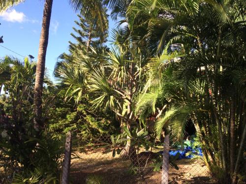 a group of palm trees on a beach at Villa et Gites Le Safran - Le Triskell in Deshaies