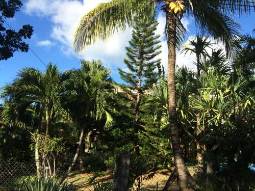 a group of palm trees and a palm tree at Villa et Gites Le Safran - Le Triskell in Deshaies