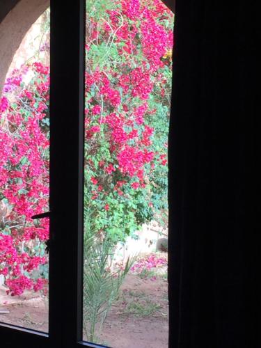 a window view of a garden with pink flowers at Riad Dar Bergui in Ouarzazate